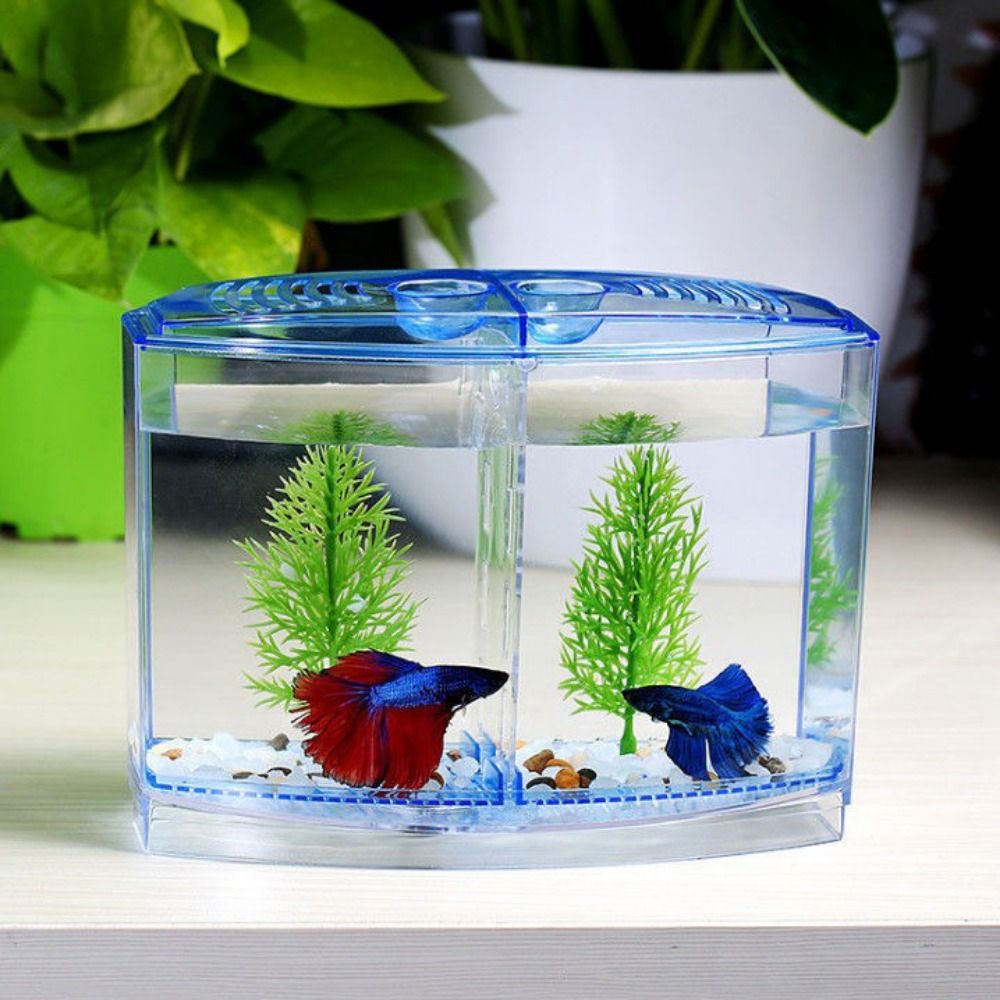 Pecera transparente Betta, acu - Betta Fish Tank reseña y precio